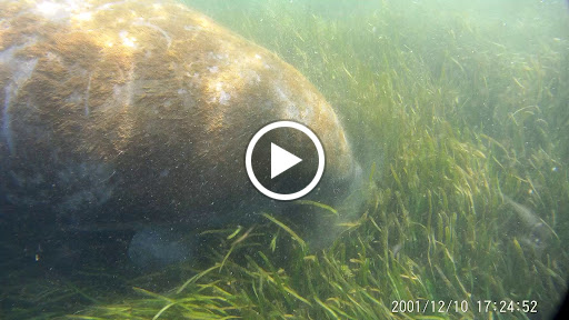Tourist Attraction «Fun 2 Dive - Swim with Manatees», reviews and photos, 135 NE 3rd St, Crystal River, FL 34429, USA
