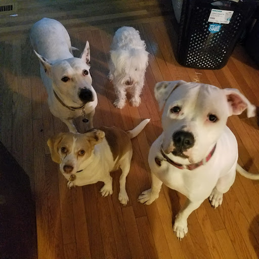 Pet Supply Store «Premier Pet Supply», reviews and photos, 31215 Southfield Rd, Beverly Hills, MI 48025, USA