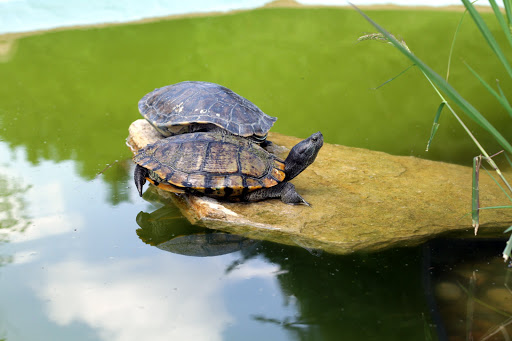 Zoo «Topeka Zoo», reviews and photos, 636 SW Zoo Pkwy, Topeka, KS 66606, USA