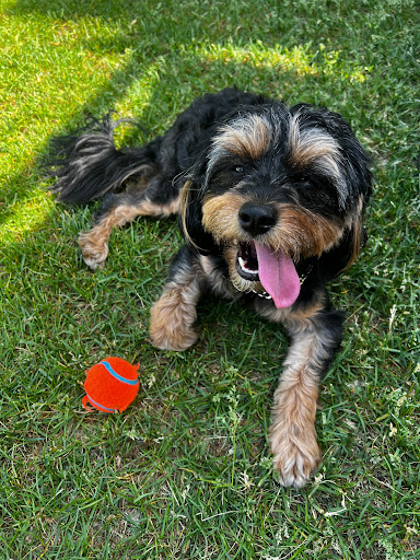 Pet Store «The Dog House», reviews and photos, 120 Hale Rd #1, Manchester, CT 06042, USA