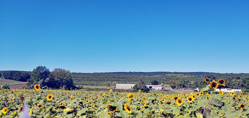 Tourist Attraction «Sunflower Maze», reviews and photos, South St, Middlefield, CT 06455, USA