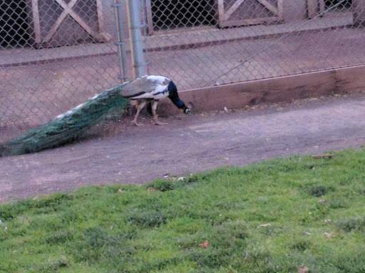 Park «Merrill Park», reviews and photos, Fairview Ave, Colonia, NJ 07067, USA