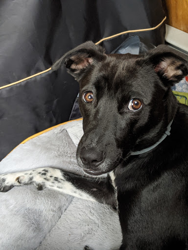 Pet Supply Store «Pet Supplies Plus», reviews and photos, 101 Sutton Ave, Oxford, MA 01540, USA