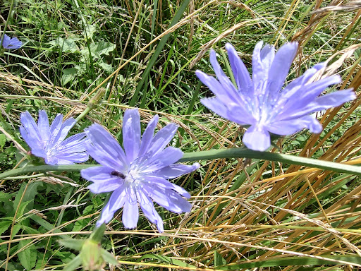 Battle Site «Third Battle of Winchester Battlefield Park», reviews and photos, 541 Redbud Rd, Winchester, VA 22603, USA