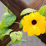 Photo n°6 de l'avis de Susanne.s fait le 22/08/2019 à 16:36 sur le  Schwarzwälder Hof à Feldberg