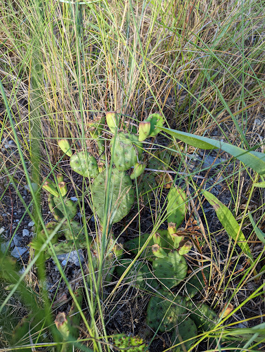 Nature Preserve «Welwyn Preserve», reviews and photos, 100 Crescent Beach Rd, Glen Cove, NY 11542, USA