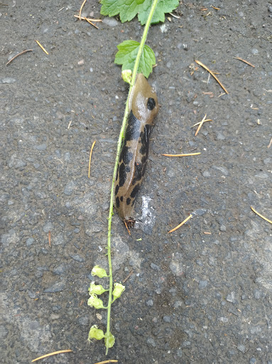 Nature Preserve «Lowami Hart Woods Natural Area», reviews and photos, 14895 SW Hart Rd, Beaverton, OR 97007, USA