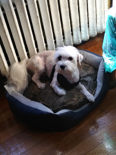 Pet Supply Store «PetSmart», reviews and photos, 3401 Erie Blvd E, Syracuse, NY 13214, USA