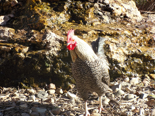 Winery «Strawbale Winery», reviews and photos, 47215 257th St, Renner, SD 57055, USA