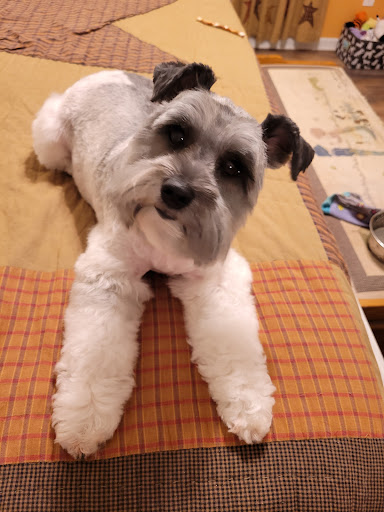 Pet Supply Store «PetSmart», reviews and photos, 4794 Jimmy Lee Smith Pkwy #108, Hiram, GA 30141, USA