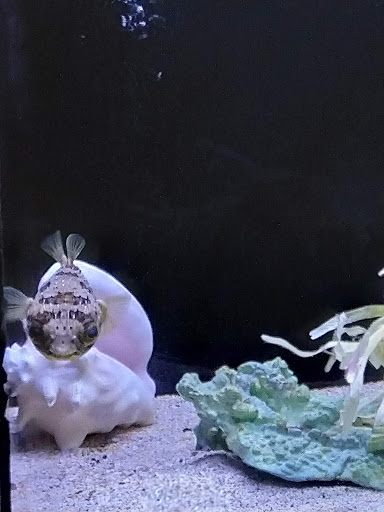 Aquarium «Sea Oddities», reviews and photos, 128 Broad St, Kingsport, TN 37660, USA