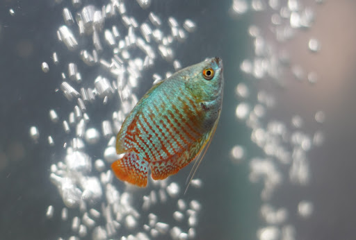 Pet Supply Store «Petco Animal Supplies», reviews and photos, 5925 US-6, Portage, IN 46368, USA