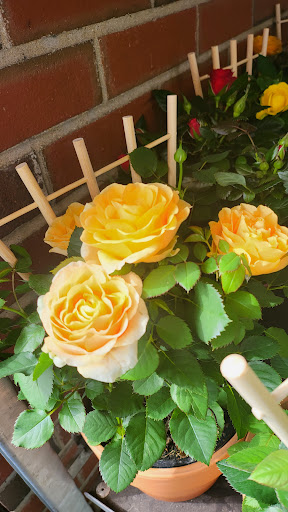 Supermarket «Big Y», reviews and photos, 62 W Main St, Spencer, MA 01562, USA