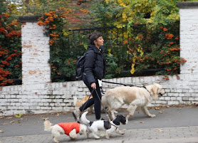 Goody Four Paws - Professional Dog Walking in North London