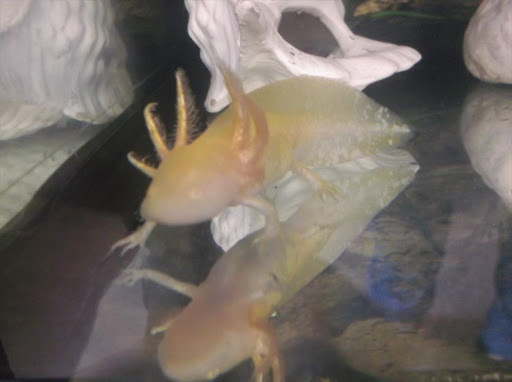 Pet Supply Store «Over Bridge Pet Supplies», reviews and photos, 24 Seneca St, Hornell, NY 14843, USA