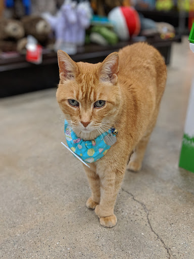 Pet Supply Store «Premier Pet Supply», reviews and photos, 15399 Merriman Rd, Livonia, MI 48154, USA