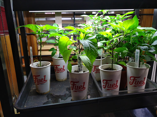 Coffee Shop «Fuel America», reviews and photos, 152 Chestnut Hill Ave, Brighton, MA 02135, USA