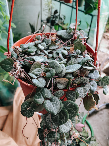Ash Plants