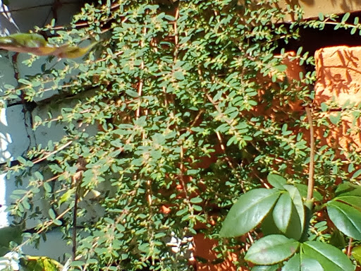 Day Care Center «Audrey Johnson Day Care Center», reviews and photos, 272 Moffat St, Brooklyn, NY 11207, USA