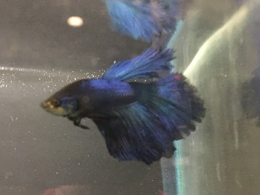 Pet Store «Mike Pet Center LLC», reviews and photos, 133 NJ-35, Neptune City, NJ 07753, USA