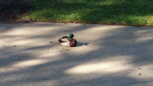 Park «Thornton A. Sullivan Park», reviews and photos, 11405 Silver Lake Rd, Everett, WA 98208, USA