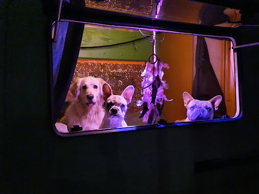 Ganzheitliche Tierarztpraxis Ilona Dimitroff unter Wanzleben-Börde, Sachsen-Anhalt