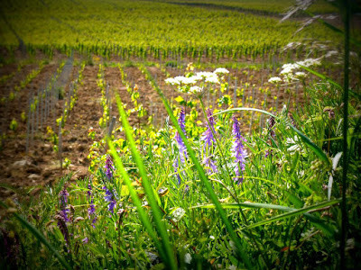 Domaine De Loye à Morogues