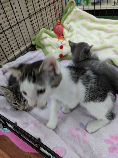 Pet Store «Pet Supermarket, Inc.», reviews and photos, 2446 N University Dr, Coral Springs, FL 33065, USA