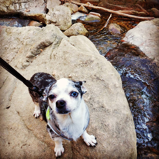 Pet Supply Store «PetSmart», reviews and photos, 9041 Snowden Square Dr, Columbia, MD 21045, USA