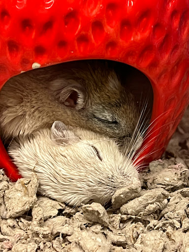 Pet Supply Store «Petco Animal Supplies», reviews and photos, 710 W 66th St, Richfield, MN 55423, USA