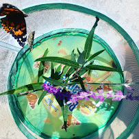 Mariposa Bilingual Daycare - Photo 5 - Car repair in Alameda, CA, Oakland