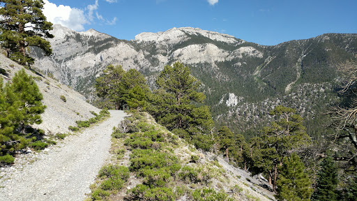 Lower Bristlecone Trailhead