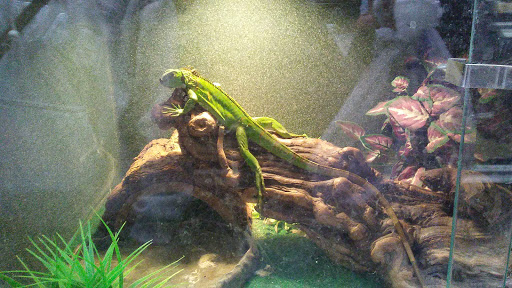 Tropical Fish Store «Midway Tropical Fish & Pets», reviews and photos, 24101 Pacific Hwy S, Kent, WA 98032, USA