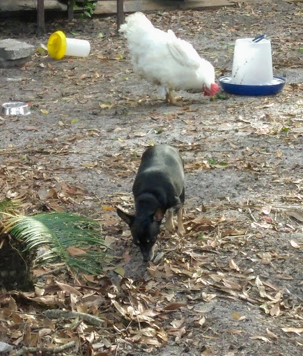 Pet Supply Store «Largo Feed & Garden Supply Inc», reviews and photos, 210 W Bay Dr, Largo, FL 33770, USA