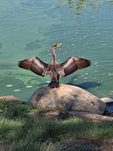 Park «Wilderness Park», reviews and photos, 10999 Little Lake Rd, Downey, CA 90241, USA