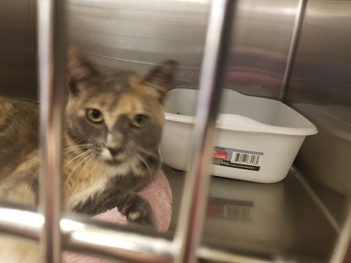 Pet Supply Store «PetSmart», reviews and photos, 11945 Central Ave, Chino, CA 91710, USA