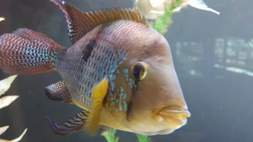 Tropical Fish Store «Optimum Aquarium», reviews and photos, 840 Ernest W Barrett Pkwy NW #700, Kennesaw, GA 30144, USA