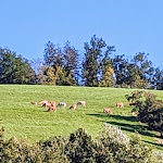 Photo n°5 de l'avis de Christa.R fait le 05/09/2023 à 18:42 sur le  Bruckerhof - Karlheinz Brucker à Seelbach