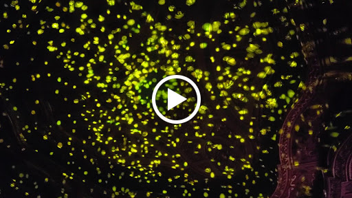 Concert Hall «Kings Theatre», reviews and photos, 1027 Flatbush Ave, Brooklyn, NY 11226, USA