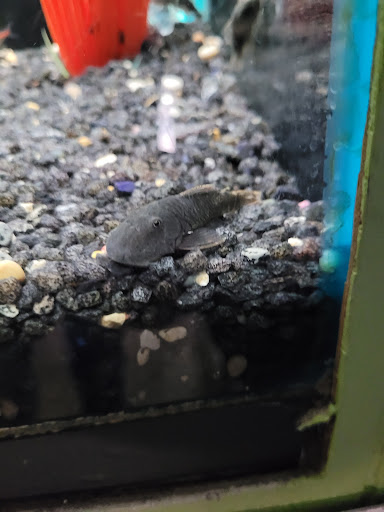 Tropical Fish Store «Fish Den Inc.», reviews and photos, 5055 W 44th Ave, Denver, CO 80212, USA