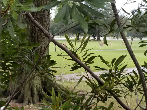 Country Club «Pine Forest Country Club», reviews and photos, 18003 Clay Rd, Houston, TX 77084, USA