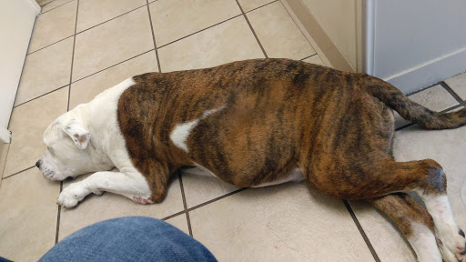 VCA Woodland Broken Arrow Animal Hospital image