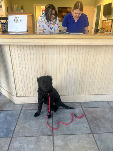 Ravenwood Veterinary Clinic image