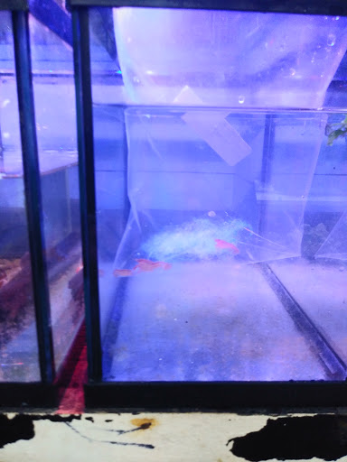 Pet Store «Animal Instincts Aquarium and Pet Center», reviews and photos, 811 Plymouth Ave, Fall River, MA 02721, USA