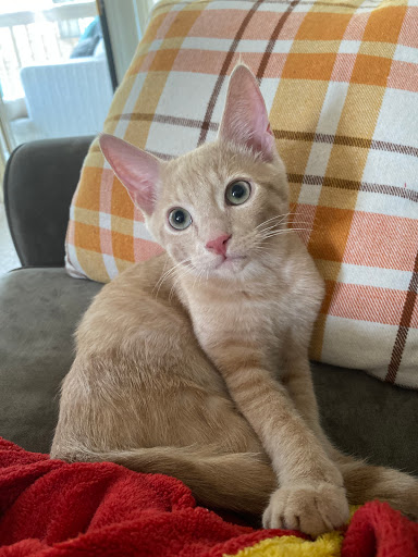 Explore the cure tattoo ideas, creative tattoo ideas in Winter Park, available at Golden Tarot Ink Club