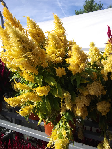 Ace Hardware, 215 N Church St, Thurmont, MD 21788, USA, 