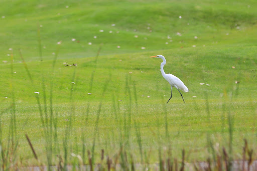 Golf Course «Fieldstone Golf Club», reviews and photos, 1984 Taylor Rd, Auburn Hills, MI 48326, USA