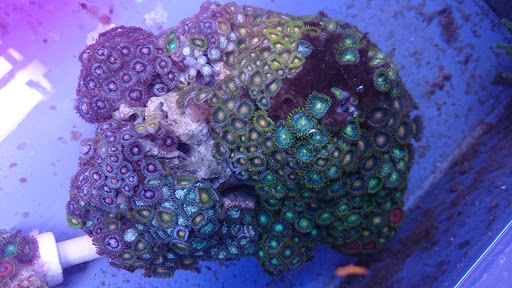 Aquarium Shop «Aquarium Arts», reviews and photos, 1810 W Baseline Rd #1, Mesa, AZ 85202, USA