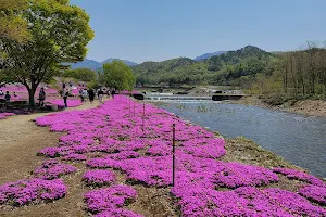 Tachiya river Shibazakura(moss phlox) image
