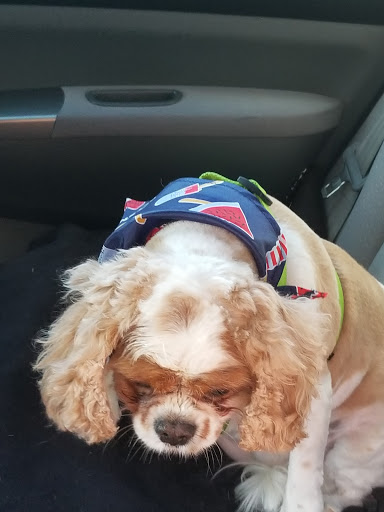 Pet Supply Store «PetSmart», reviews and photos, 3950 28th St SE, Kentwood, MI 49512, USA